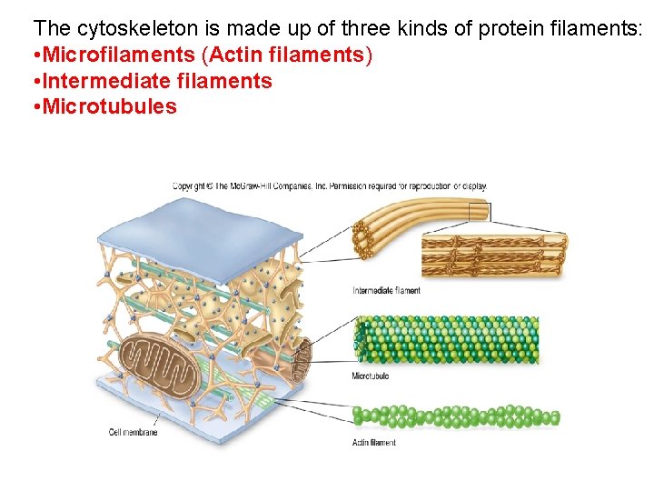 The cytoskeleton is made up of three kinds of protein filaments: • Microfilaments (Actin
