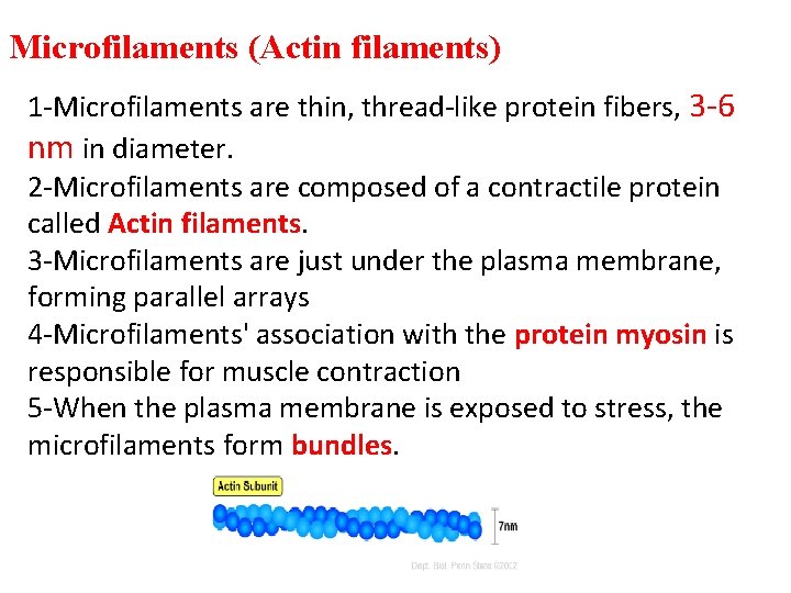 Microfilaments (Actin filaments) 1 -Microfilaments are thin, thread-like protein fibers, 3 -6 nm in