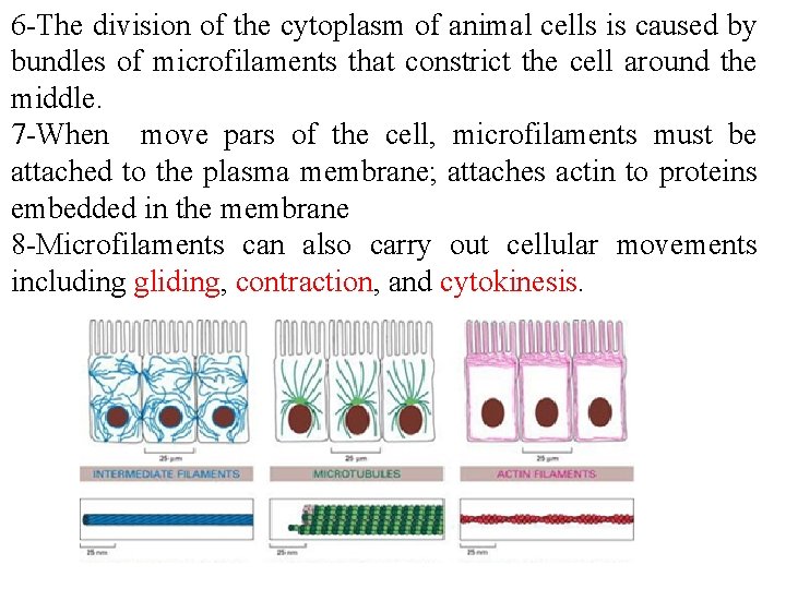 6 -The division of the cytoplasm of animal cells is caused by bundles of