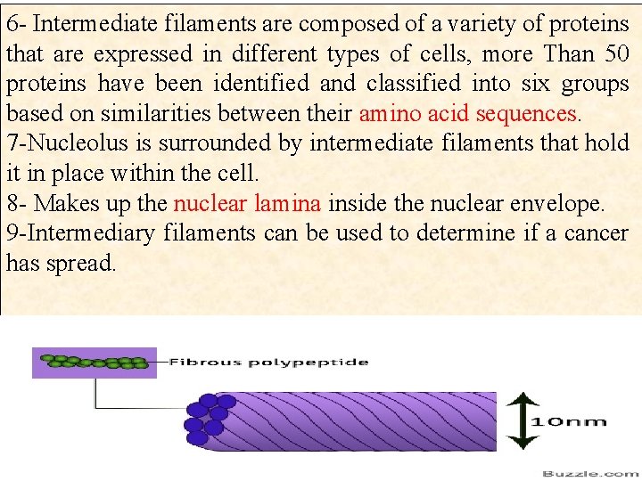 6 - Intermediate filaments are composed of a variety of proteins that are expressed