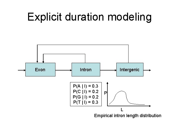 Explicit duration modeling Exon Intron Intergenic P(A | I) = 0. 3 P(C |