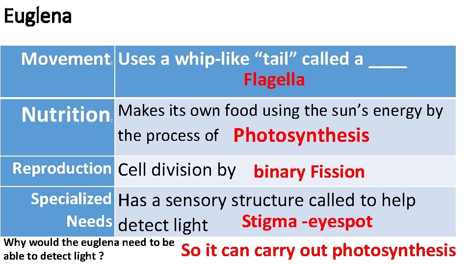 Euglena Movement Uses a whip-like “tail” called a ____ Flagella : Nutrition Makes its