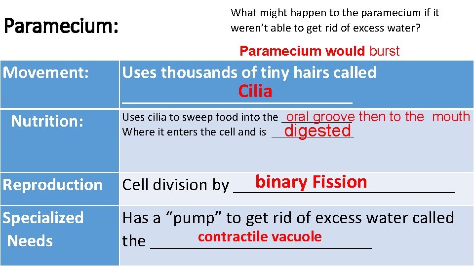 Paramecium: What might happen to the paramecium if it weren’t able to get rid