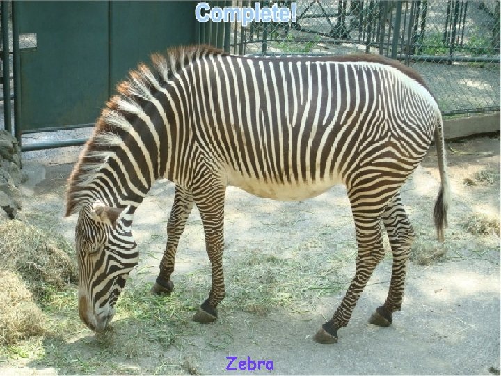 Zebra 