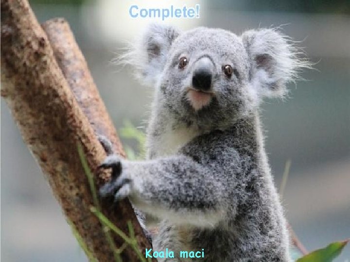 Koala maci 