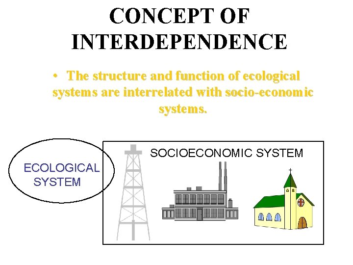 CONCEPT OF INTERDEPENDENCE • The structure and function of ecological systems are interrelated with