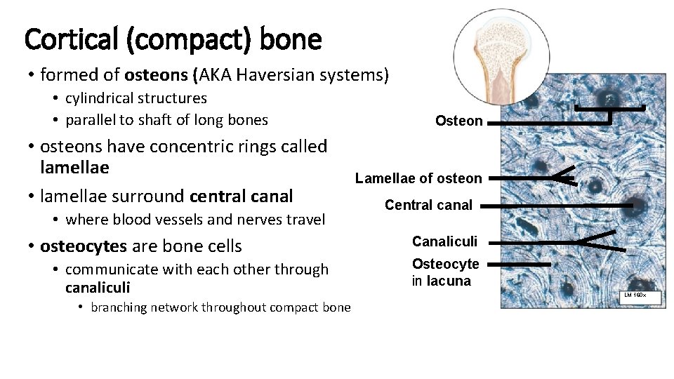 Cortical (compact) bone • formed of osteons (AKA Haversian systems) • cylindrical structures •