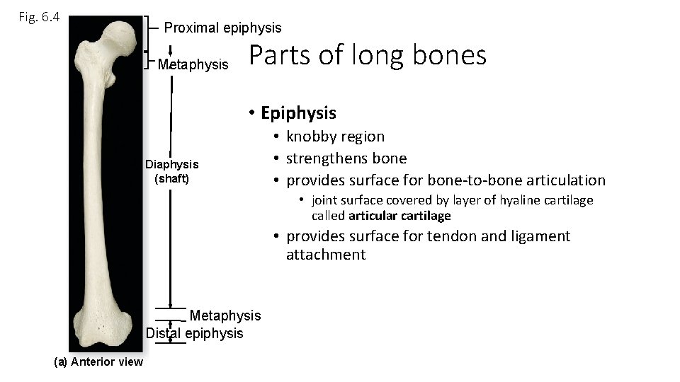Fig. 6. 4 Proximal epiphysis Metaphysis Parts of long bones • Epiphysis Diaphysis (shaft)