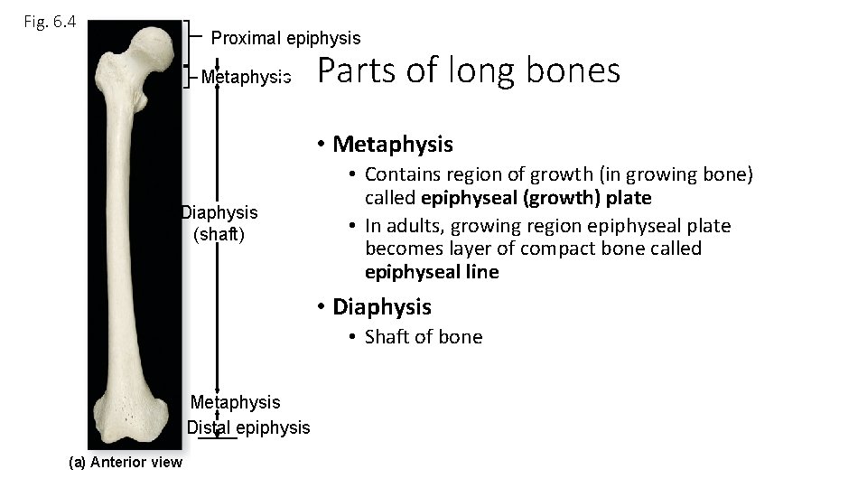 Fig. 6. 4 Proximal epiphysis Metaphysis Parts of long bones • Metaphysis Diaphysis (shaft)