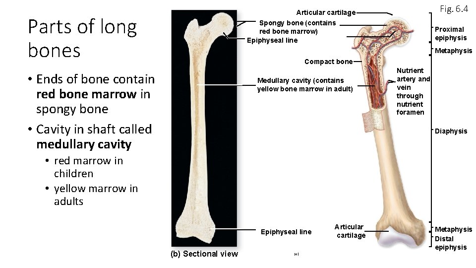 Fig. 6. 4 Articular cartilage Spongy bone (contains red bone marrow) Epiphyseal line Parts