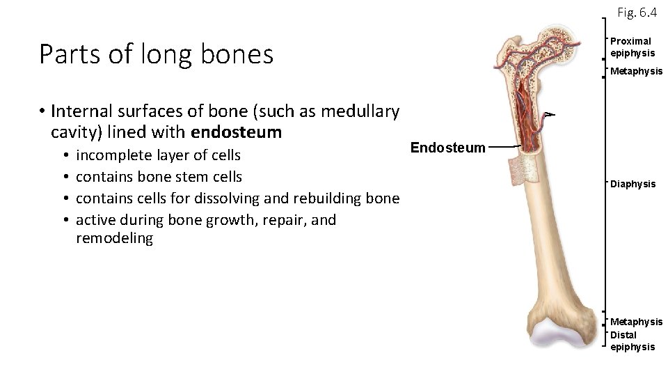 Fig. 6. 4 Parts of long bones Proximal epiphysis Metaphysis • Internal surfaces of