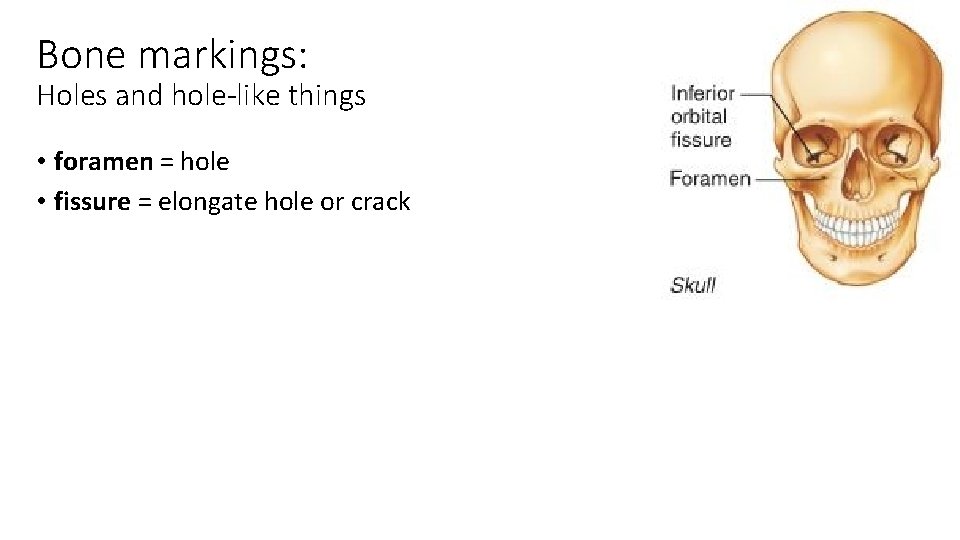 Bone markings: Holes and hole-like things • foramen = hole • fissure = elongate