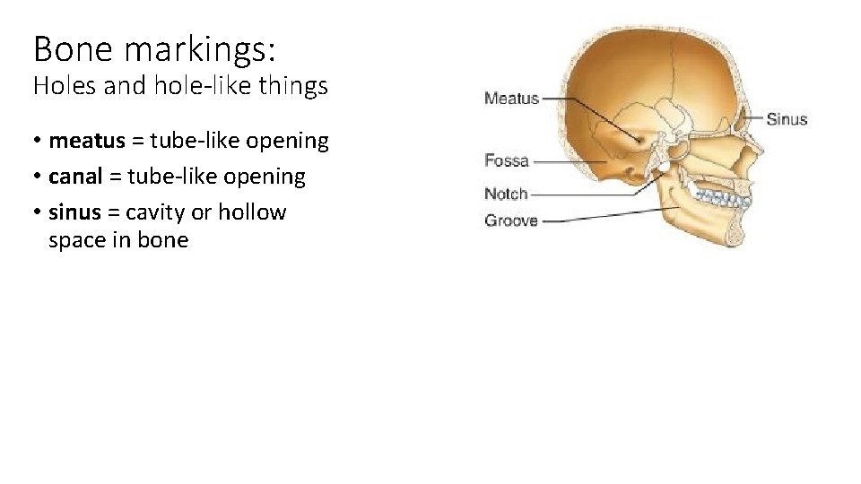 Bone markings: Holes and hole-like things • meatus = tube-like opening • canal =