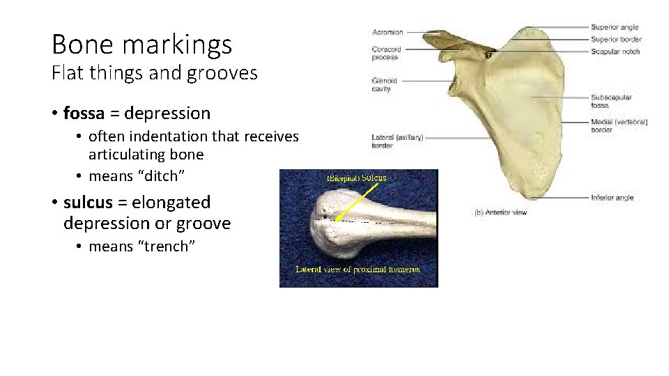 Bone markings Flat things and grooves • fossa = depression • often indentation that