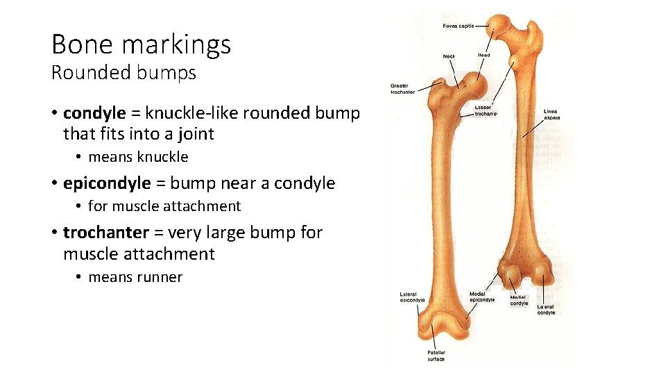 Bone markings Rounded bumps • condyle = knuckle-like rounded bump that fits into a