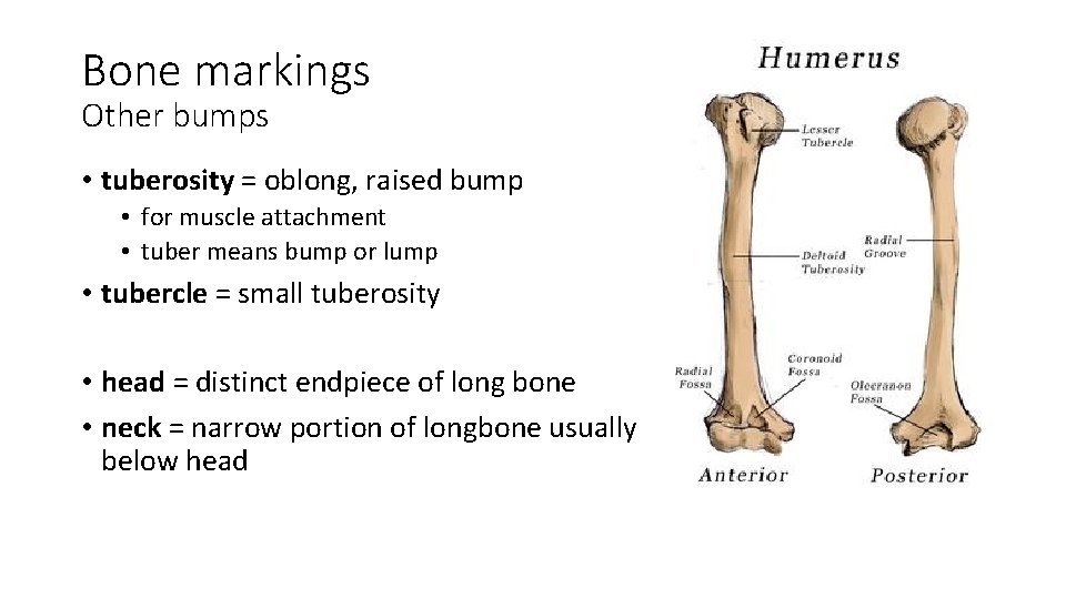 Bone markings Other bumps • tuberosity = oblong, raised bump • for muscle attachment