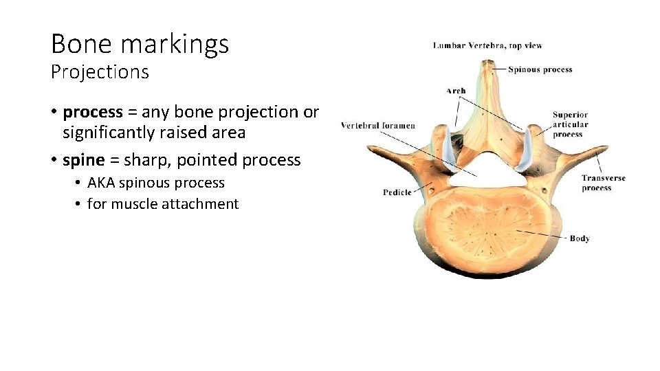 Bone markings Projections • process = any bone projection or significantly raised area •