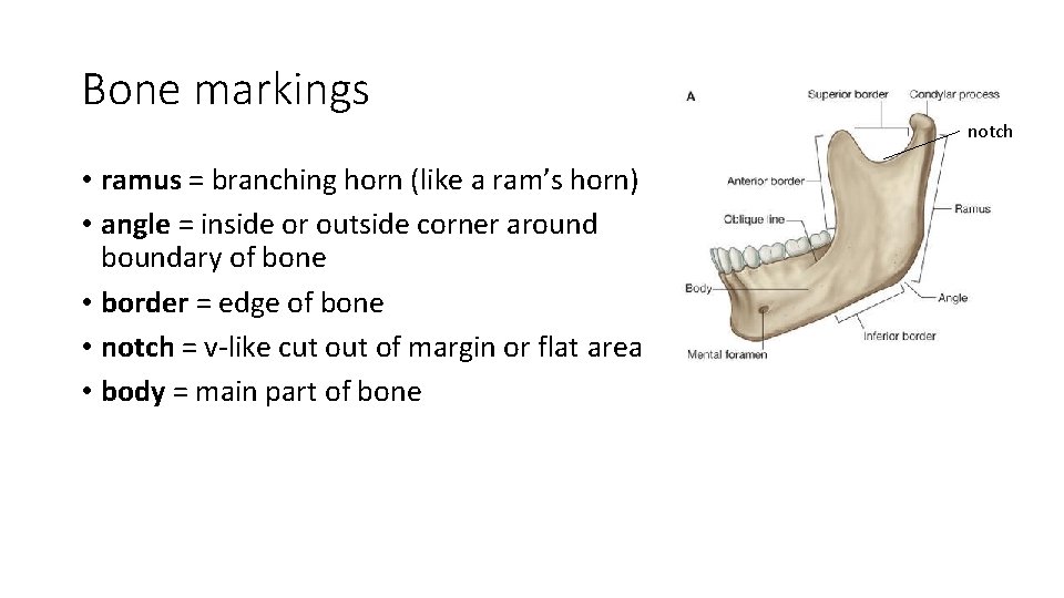 Bone markings notch • ramus = branching horn (like a ram’s horn) • angle