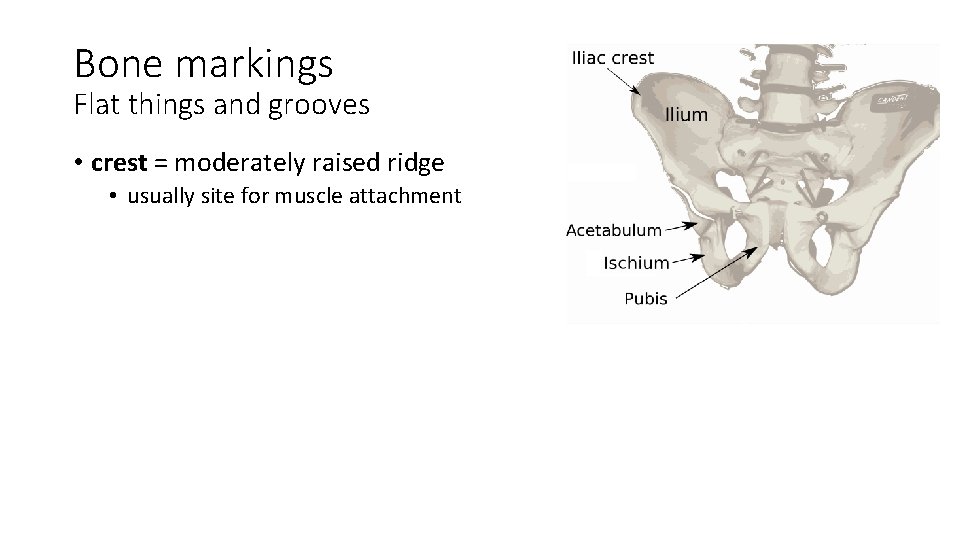 Bone markings Flat things and grooves • crest = moderately raised ridge • usually