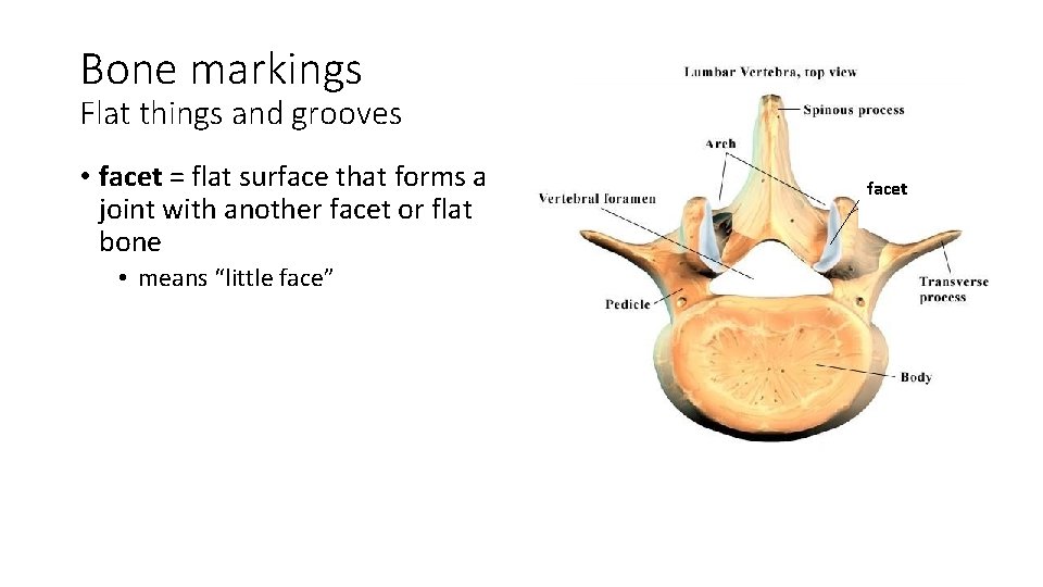 Bone markings Flat things and grooves • facet = flat surface that forms a