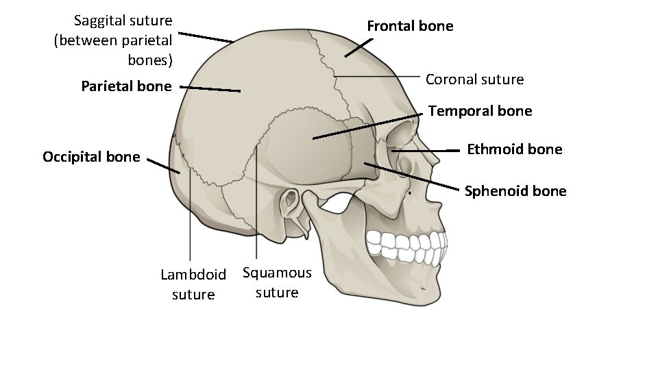 Saggital suture (between parietal bones) Parietal bone Frontal bone Coronal suture Temporal bone Ethmoid