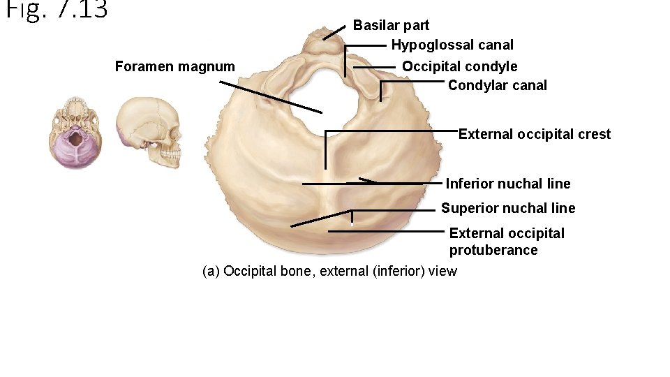 Fig. 7. 13 Basilar part Hypoglossal canal Foramen magnum Occipital condyle Condylar canal External