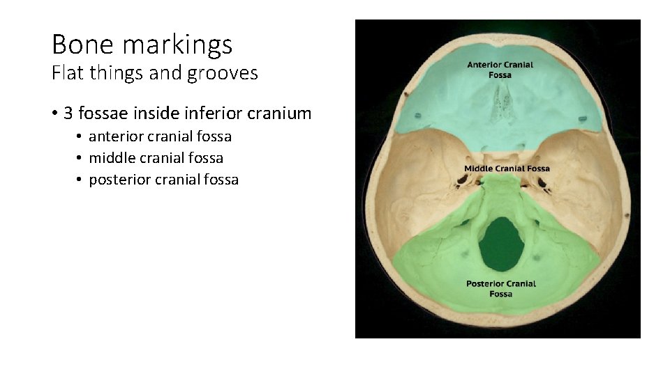 Bone markings Flat things and grooves • 3 fossae inside inferior cranium • anterior