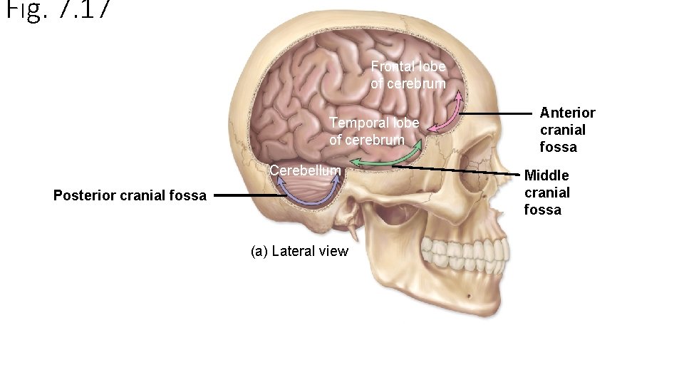 Fig. 7. 17 Frontal lobe of cerebrum Temporal lobe of cerebrum Cerebellum Posterior cranial