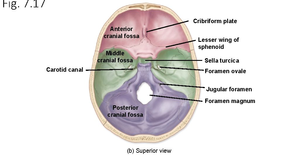 Fig. 7. 17 Cribriform plate Anterior cranial fossa Middle cranial fossa Carotid canal Lesser