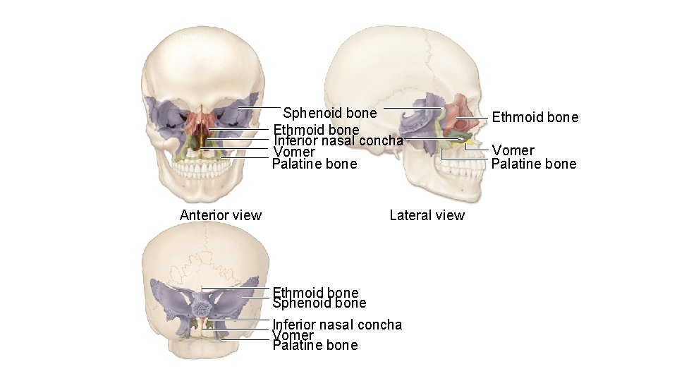 Sphenoid bone Ethmoid bone Inferior nasal concha Vomer Palatine bone Anterior view Lateral view