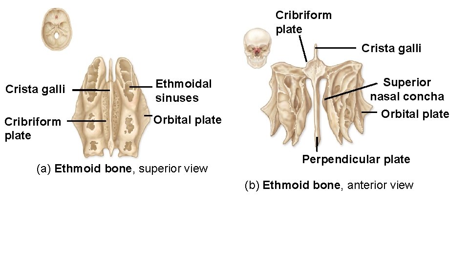 Cribriform plate Crista galli Ethmoidal sinuses Cribriform plate Orbital plate (a) Ethmoid bone, superior