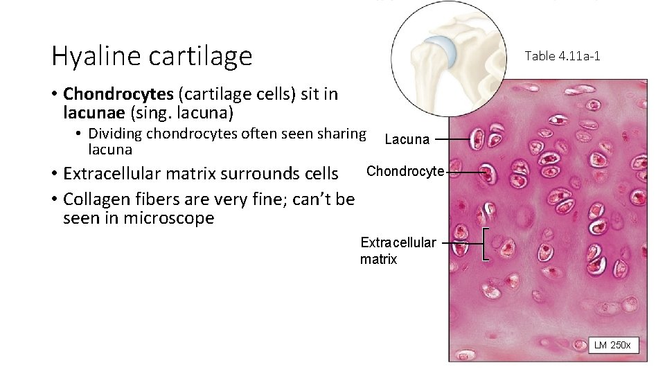 Hyaline cartilage Table 4. 11 a-1 • Chondrocytes (cartilage cells) sit in lacunae (sing.