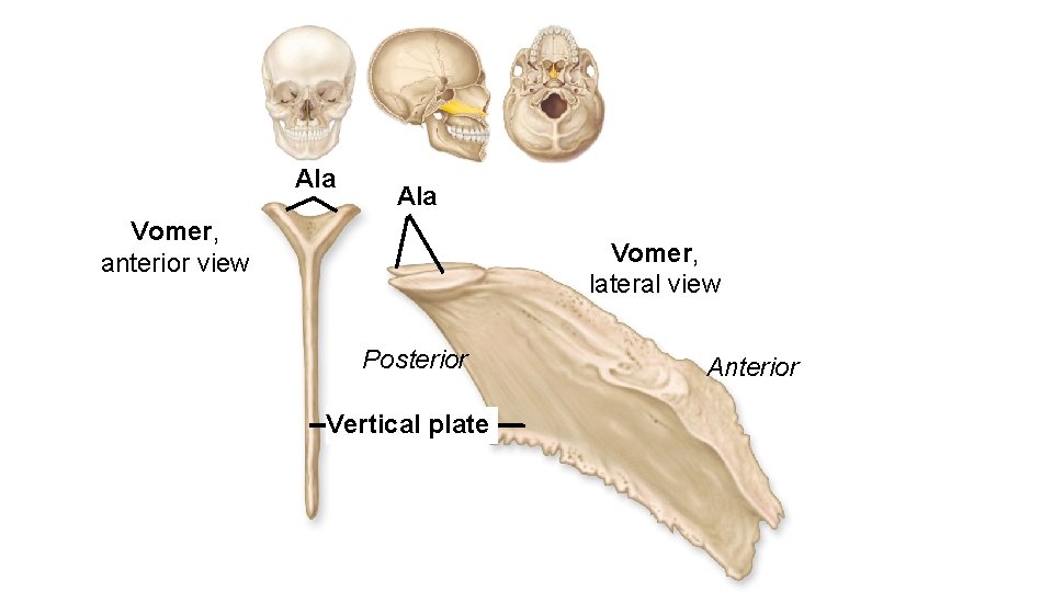 Ala Vomer, anterior view Vomer, lateral view Posterior Vertical plate Anterior 