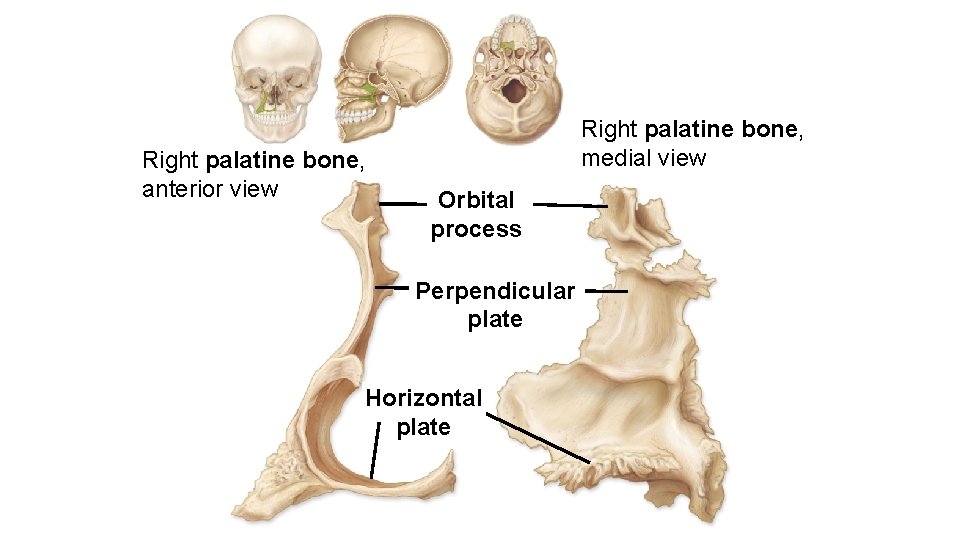 Right palatine bone, anterior view Right palatine bone, medial view Orbital process Perpendicular plate