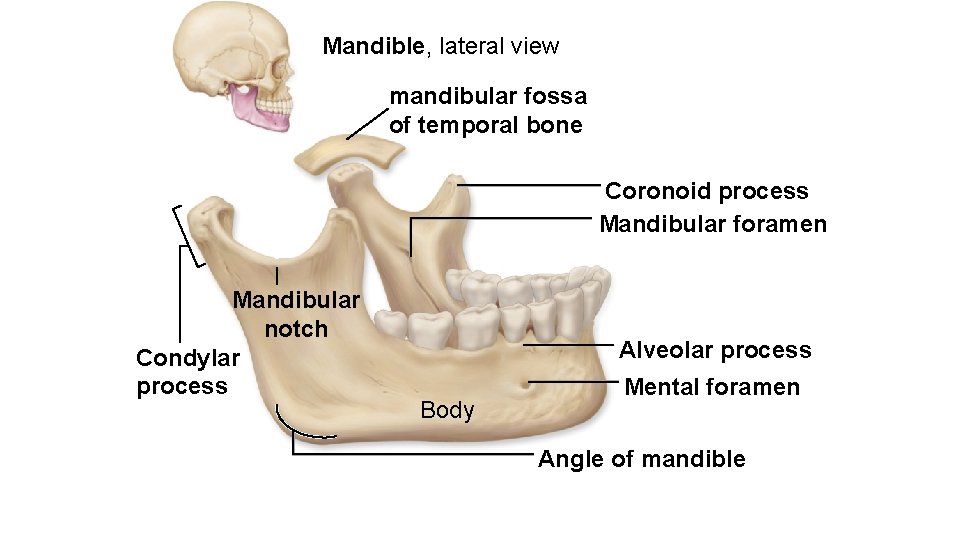 Mandible, lateral view mandibular fossa of temporal bone Coronoid process Mandibular foramen Mandibular notch