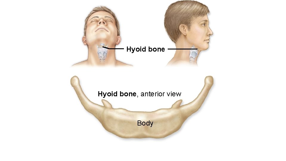 Hyoid bone, anterior view Body 