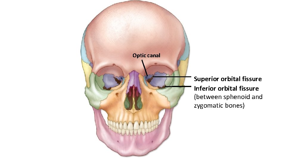 Optic canal Superior orbital fissure Inferior orbital fissure (between sphenoid and zygomatic bones) 