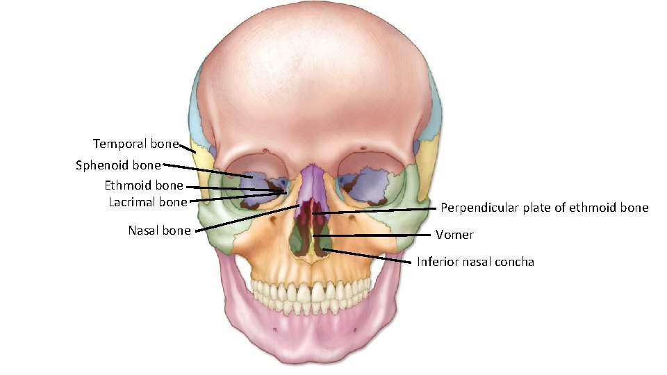 Temporal bone Sphenoid bone Ethmoid bone Lacrimal bone Nasal bone Perpendicular plate of ethmoid