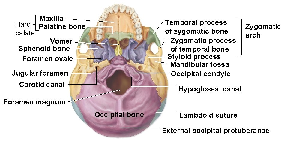 Hard palate Maxilla Palatine bone Temporal process of zygomatic bone Zygomatic process of temporal