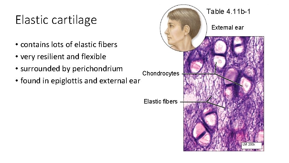 Table 4. 11 b-1 Elastic cartilage External ear • contains lots of elastic fibers