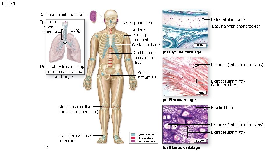 Fig. 6. 1 Cartilage in external ear Epiglottis Larynx Trachea Extracellular matrix Cartilages in
