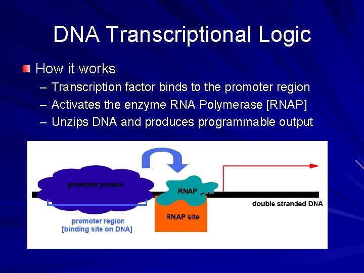 DNA Transcriptional Logic How it works – Transcription factor binds to the promoter region