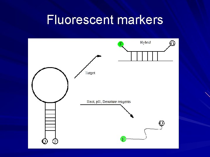 Fluorescent markers 