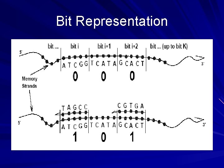 Bit Representation 