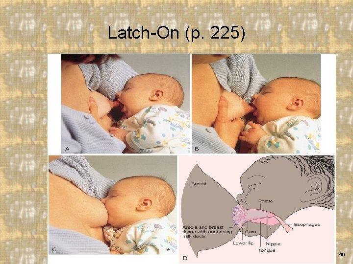 Latch-On (p. 225) Elsevier items and derived items © 2015, 2011, 2007, 2006 by