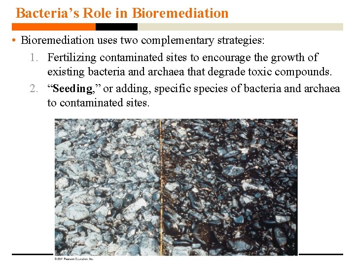 Bacteria’s Role in Bioremediation • Bioremediation uses two complementary strategies: 1. Fertilizing contaminated sites