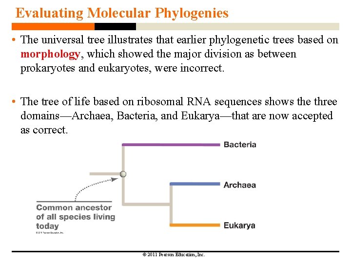 Evaluating Molecular Phylogenies • The universal tree illustrates that earlier phylogenetic trees based on