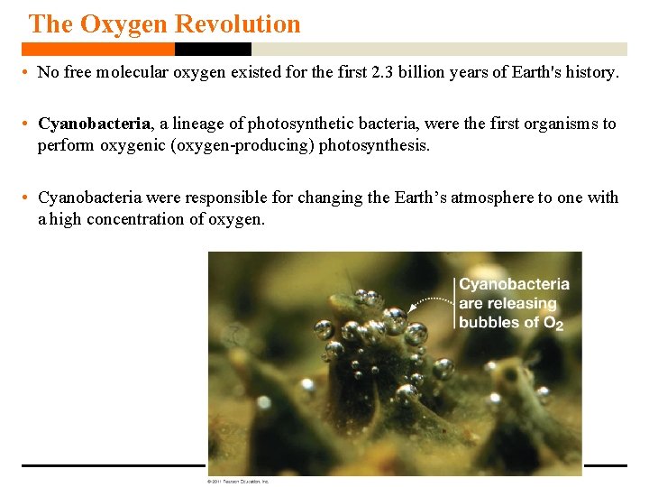 The Oxygen Revolution • No free molecular oxygen existed for the first 2. 3