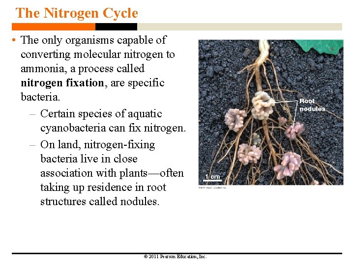 The Nitrogen Cycle • The only organisms capable of converting molecular nitrogen to ammonia,