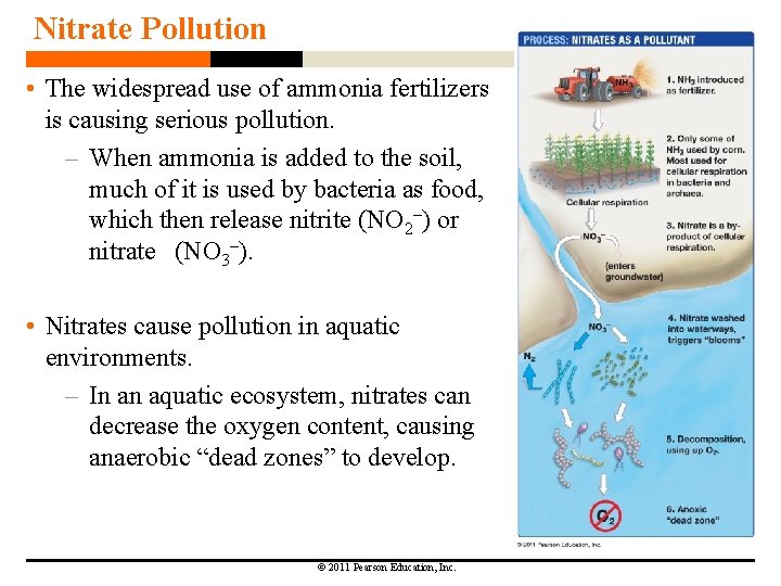 Nitrate Pollution • The widespread use of ammonia fertilizers is causing serious pollution. –